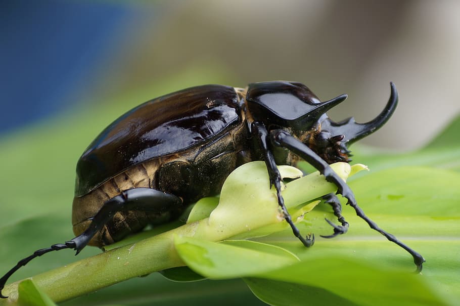 bug, animals, forest, insect, nature, animal themes, animal wildlife HD wallpaper