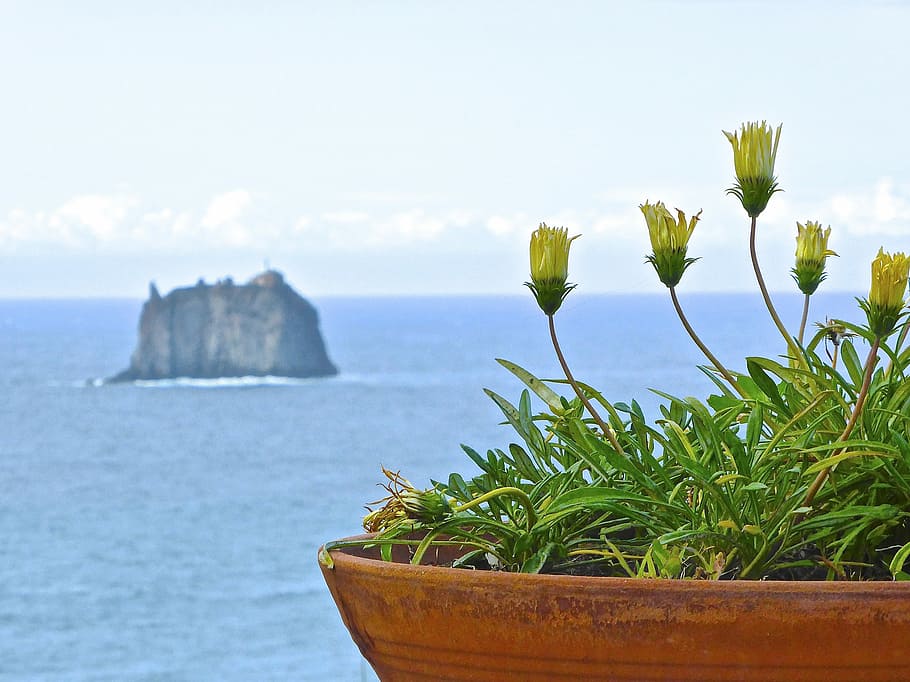 Flower, View, Island, Seascape, coastline, horizon, yellow