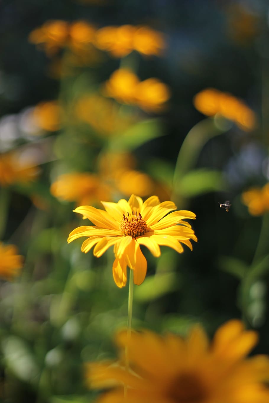 flower, yellow, bee, insect, a yellow flower, summer, bright HD wallpaper