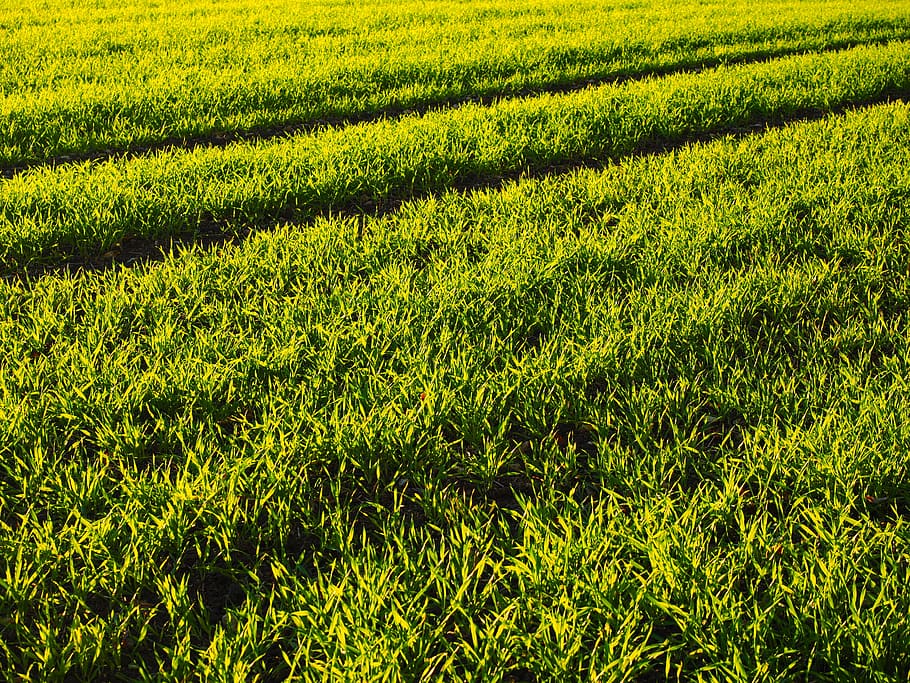 Seed, Field, Arable, Grass, Green, cereals, agriculture, cultivation HD wallpaper