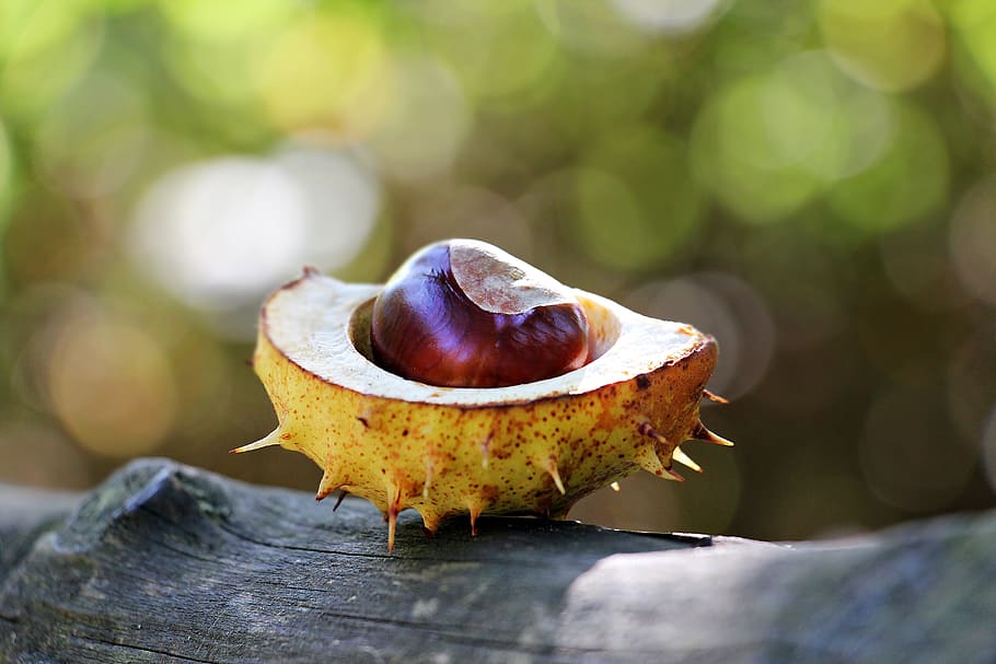 selective focus photography of slice yellow fruit, chestnut, autumn, HD wallpaper