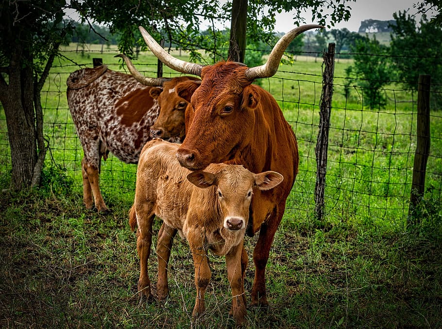 three brown cattles under tree, longhorn, mother, calf, closeup