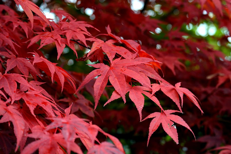 mountain maple, red, tree, autumn, leaves, deciduous tree, color HD wallpaper