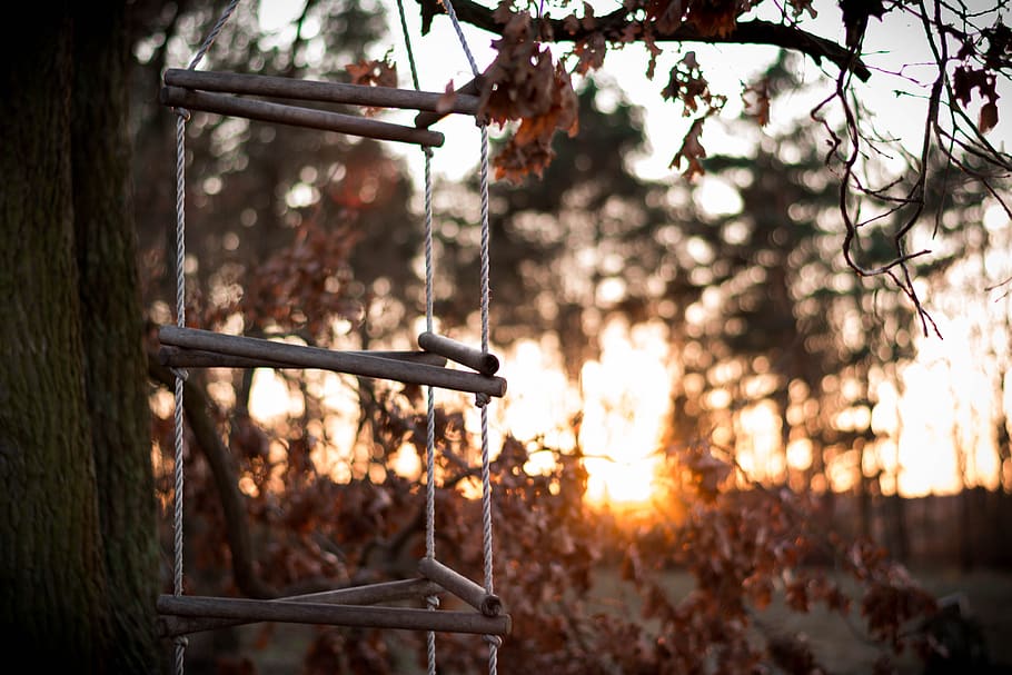 sunset, backlighting, forest, mood, romance, tree, focus on foreground HD wallpaper