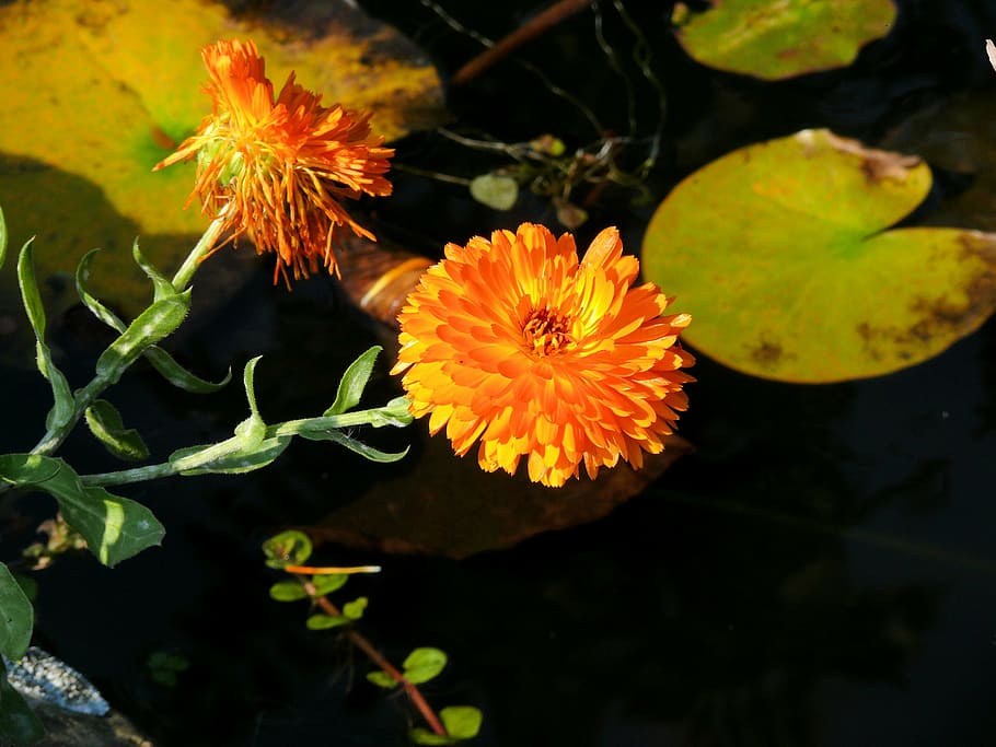 calendula, flower, orange, flowering plant, fragility, freshness HD wallpaper
