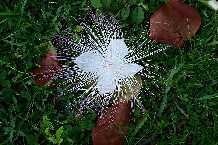 nature, leaf, flora, grass, summer, flower, outdoors, bright HD wallpaper