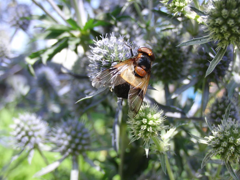 fly, insect, flight insect, animal, wing, nature, summer, animal world HD wallpaper