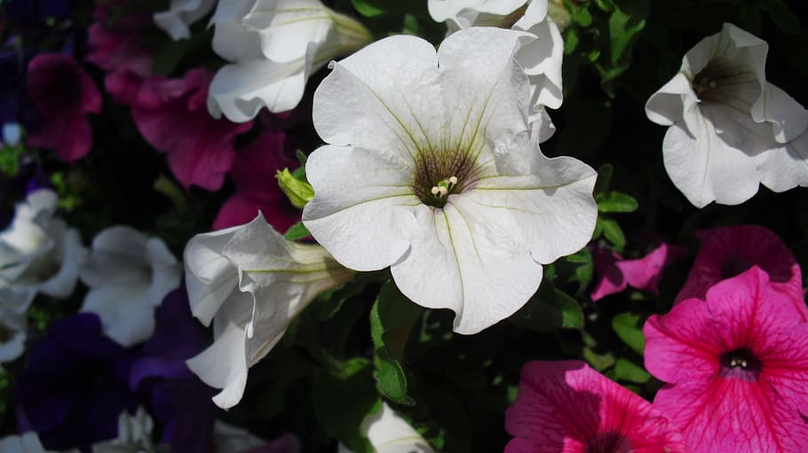 petunia, flowers, white, bloom, flowering plant, fragility HD wallpaper