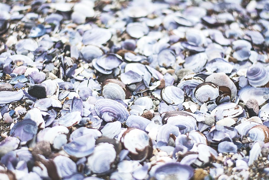 seashells, pile, nature, beach, texture, coast, seashore, material HD wallpaper