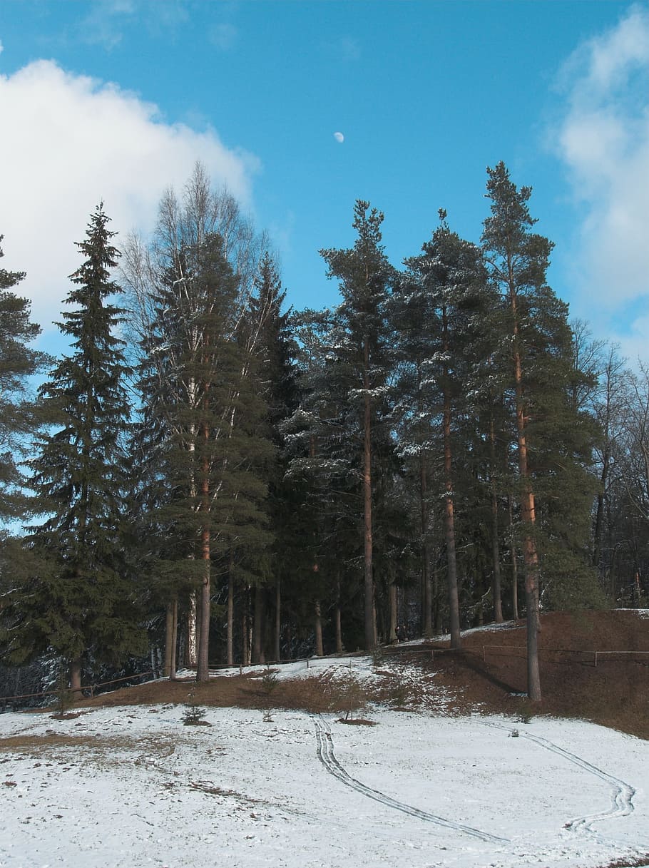 Sky, Trees, Spring, Snow, park, landscape, wilderness, scenery HD wallpaper