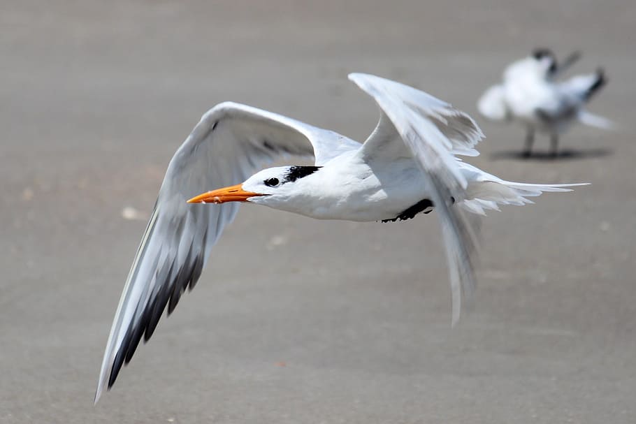 Feathers, Flight, seagall, bird, animal wildlife, animals in the wild HD wallpaper