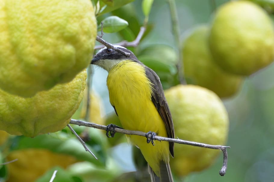 Knew, Lemon Tree, Tree, Farm, bird, animal, nature, wildlife HD wallpaper