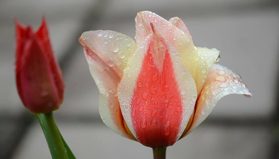 red and white tulip flower with water dews, lily, spring, nature HD wallpaper