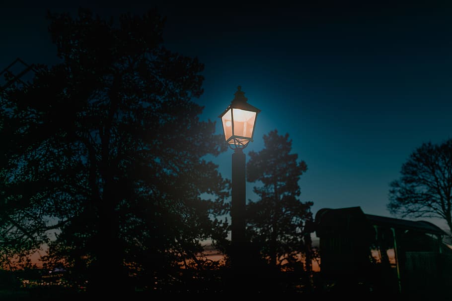 turned-on lantern post, light post along trees during nighttime HD wallpaper