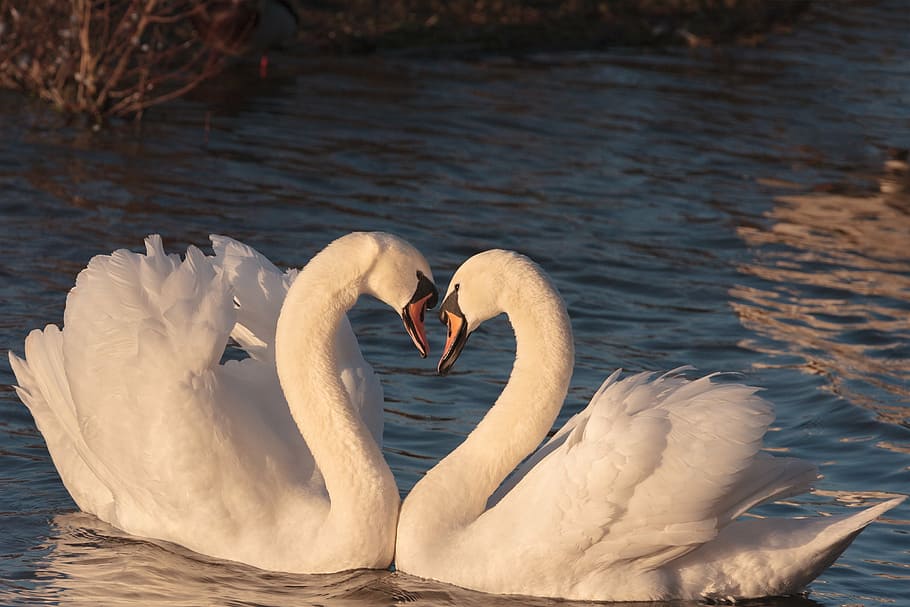 shallow focus photography of two white swans, pair, male, female