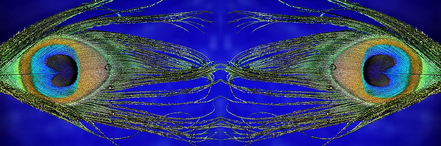 peacock feather, mirrored, macro, panoramic format, plumage HD wallpaper
