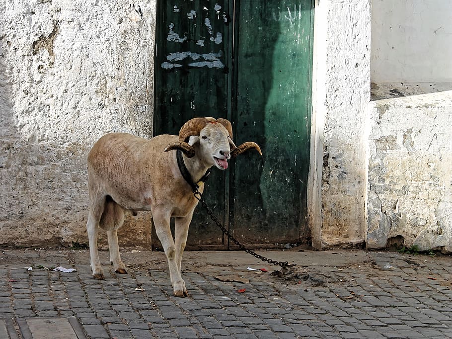 bock, mutton, sheep, horns, alger, kasbah, north africa, old town HD wallpaper