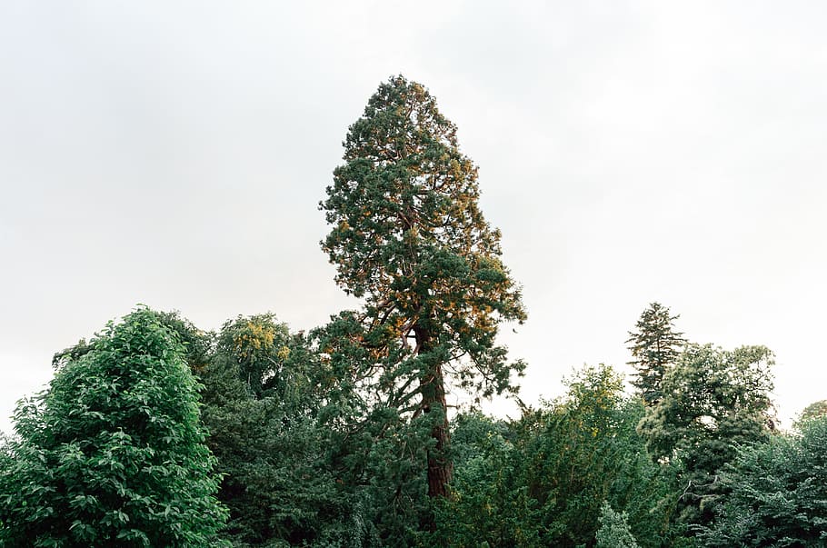 Sequoia tree in a park, nature, forest, plant, evergreen Tree HD wallpaper