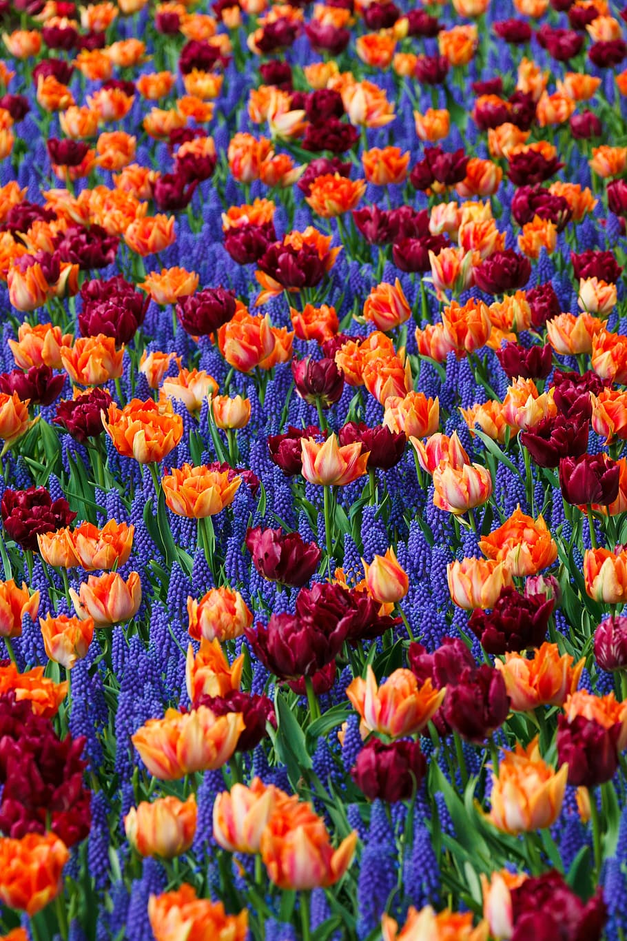 photo of brown and red tulip flowers, bed, bloom, background HD wallpaper