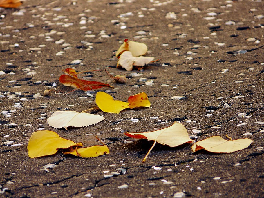 Autumn, Leaf, Leaves, Fall, Nature, color, season, foliage HD wallpaper