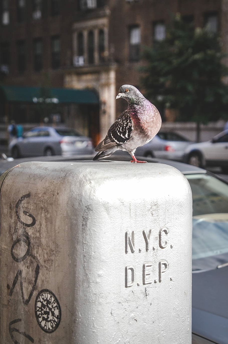 brown bird on gray slab, brown and gray pigeon standing on gray NYC DEP concrete, HD wallpaper
