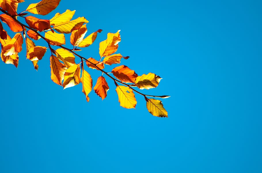 autumn, tree, trees, leaves, leaf, branches, yellow, seasons HD wallpaper
