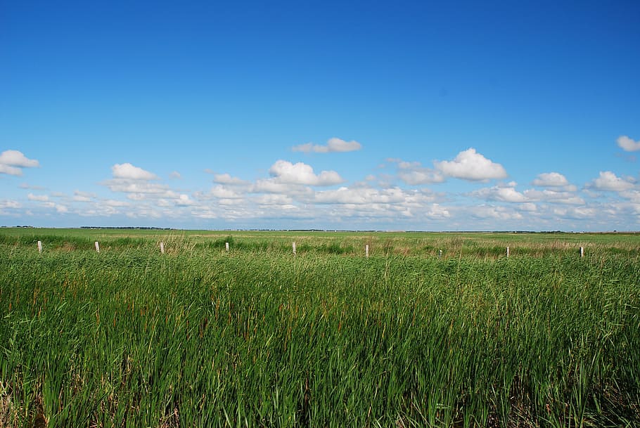 sunny days, open, reed, sky, landscape, environment, cloud - sky HD wallpaper