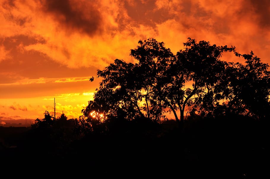 sunset, afterglow, evening sky, clouds, plant, tree, silhouette HD wallpaper