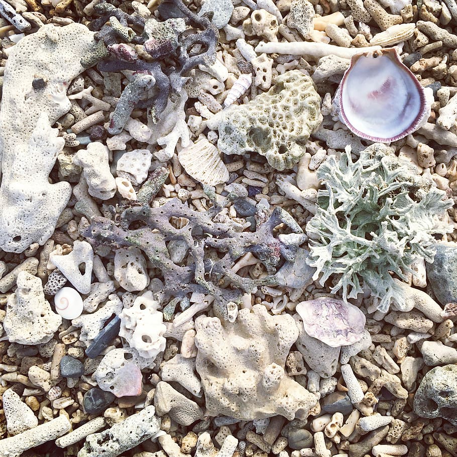 seashell lot, white and gray sea corals, beach, shells, pebble HD wallpaper