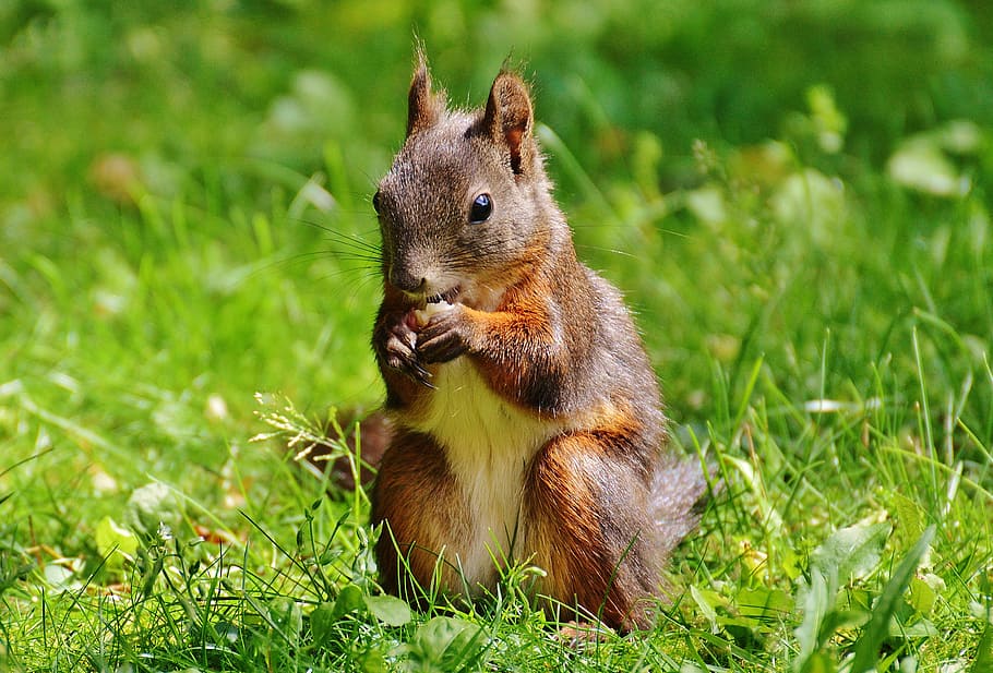 squirrel, nager, cute, nature, rodent, climb, garden, eat, brown HD wallpaper