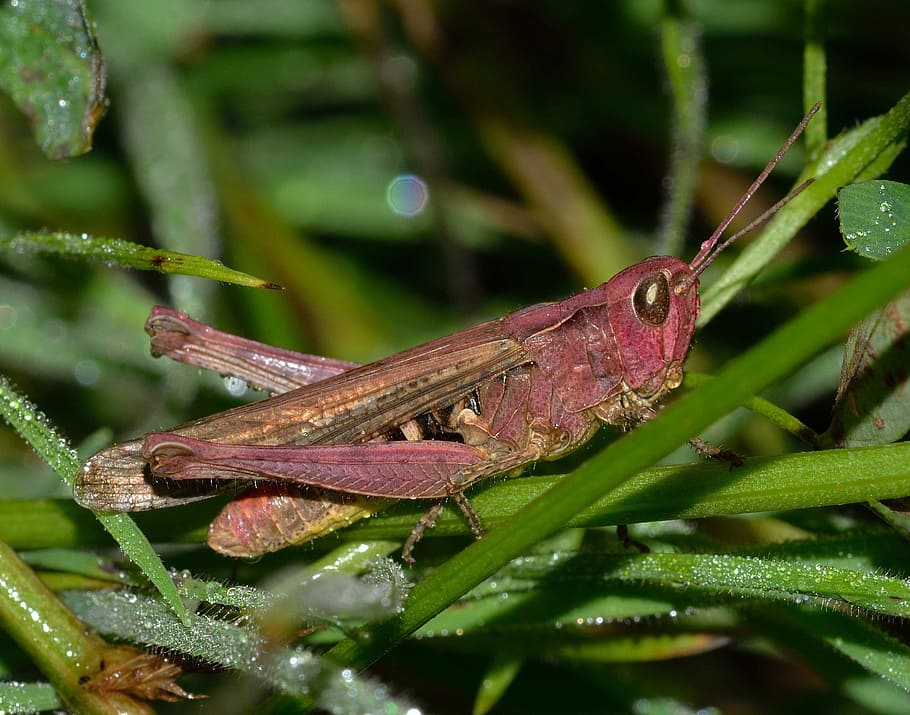 grasshopper, orthoptera, insects, animal themes, animal wildlife HD wallpaper