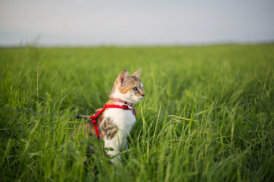 short-fur white and orange cat standing on green grass at daytime HD wallpaper