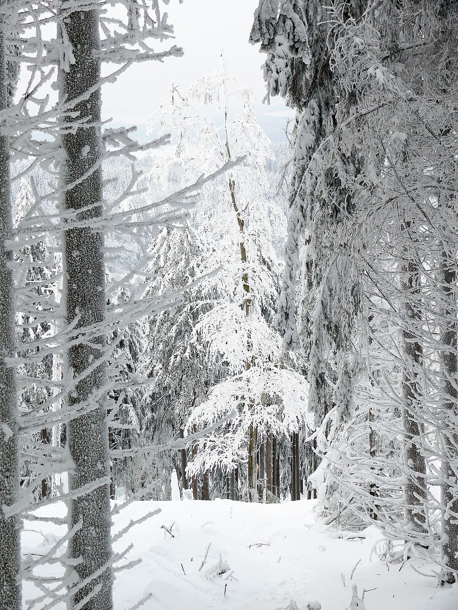winter, snow, ice, cold, wintry, white, tree, snowy, forest HD wallpaper