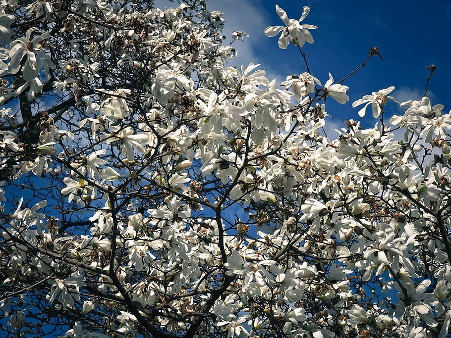 HD wallpaper: magnolia, tree, blossom, bloom, spring, garden, nature,  frühlingsblüher | Wallpaper Flare