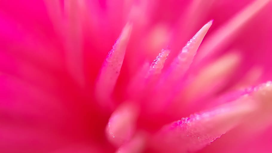 flower, nature, flora, delicate, color, bright, summer, garden HD wallpaper