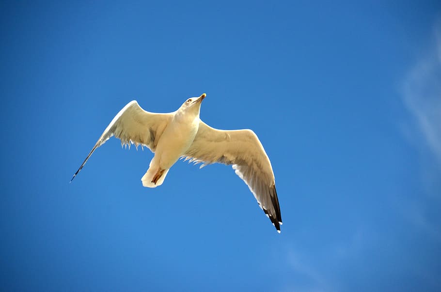seagull, blue, bird, maritime, sky, flying, nature, animal HD wallpaper