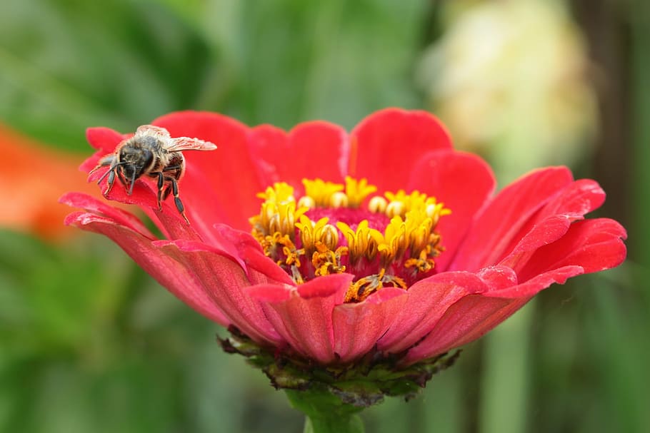 bee, flower, insect, bumblebee, pollen, macro, close up, detail HD wallpaper
