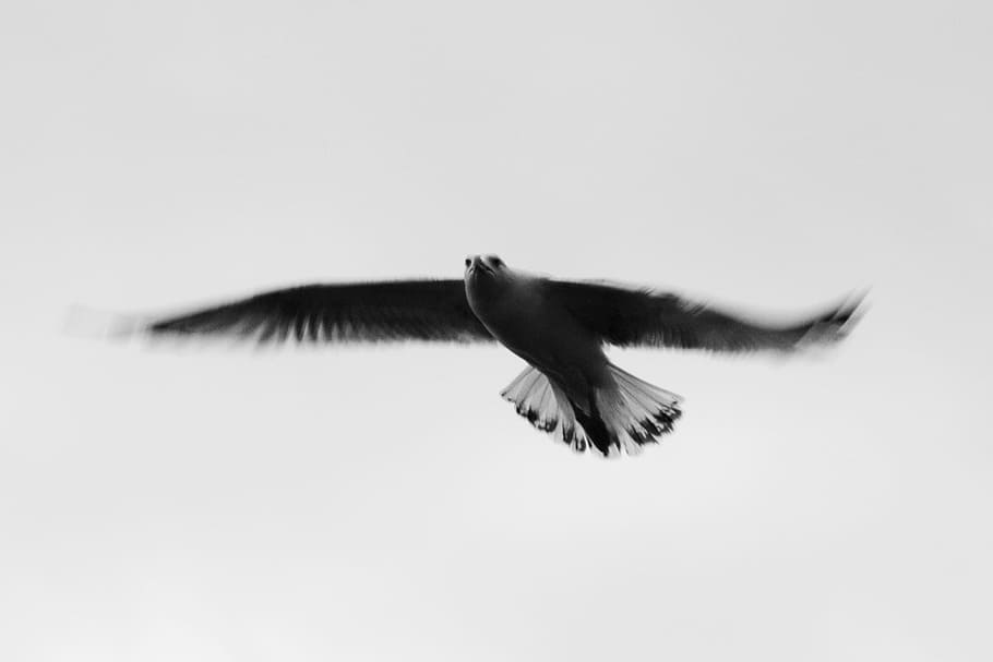 eagle under white sky, bird, gull, seagull, wings, flying, animal HD wallpaper
