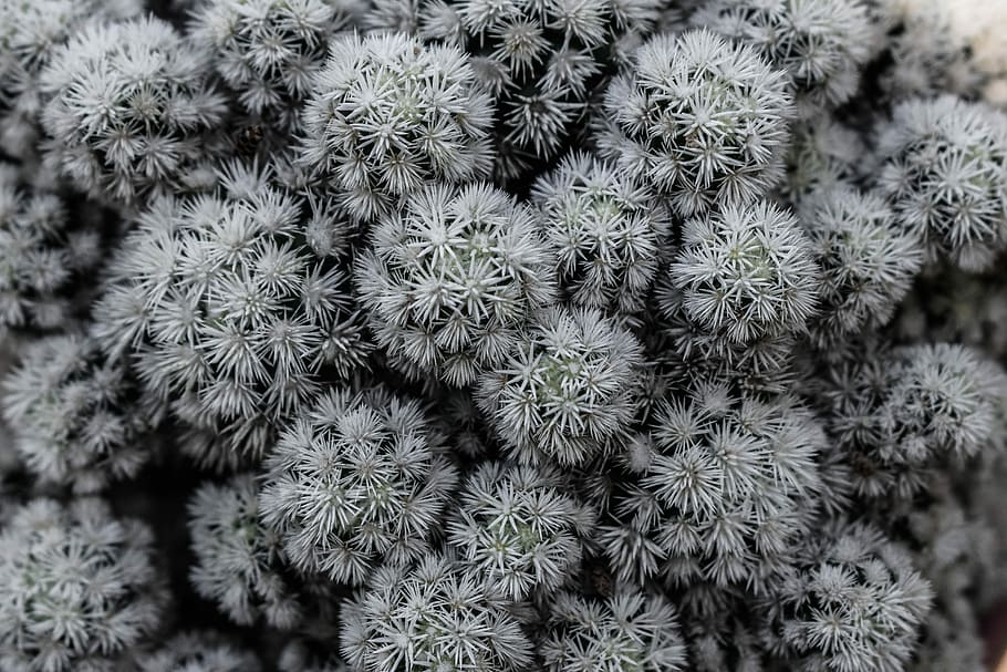 cactus, white, spines, thorns, nature, plant, flora, spiny HD wallpaper