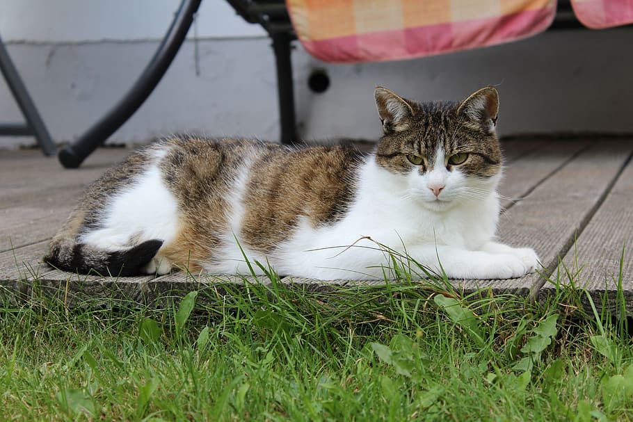cat, summer, domestic, pets, domestic cat, animal themes, domestic animals HD wallpaper