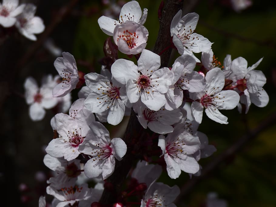 Cherry, Flower, Tree, Blossom, Branch, bloom, spring, nature HD wallpaper