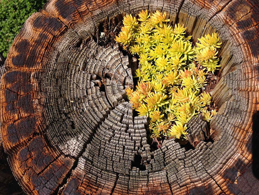 Tree, Trunk, Log, Plant, Succulents, garden, tree trunk, tree ring HD wallpaper