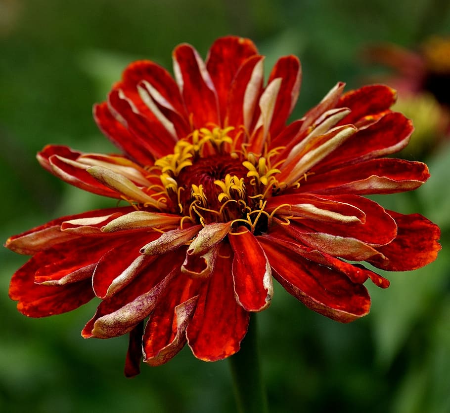 Flower, Nature, Beautiful, Beauty, red, floral, garden, green HD wallpaper
