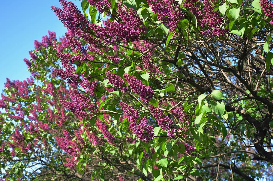 spring, bloom, flowers, flowering tree, branch, pink, garden HD wallpaper