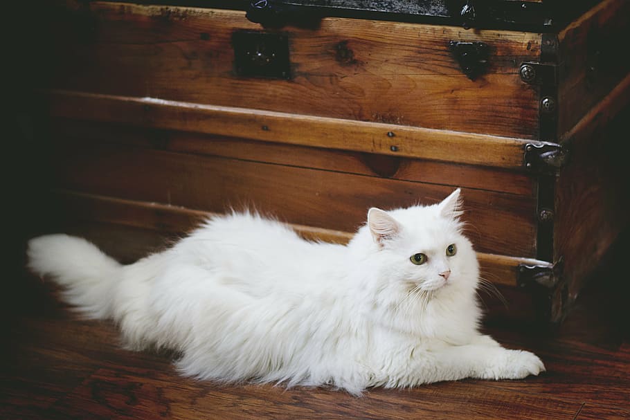 cat near chest box, white cat, pet, domestic, animal, feline HD wallpaper