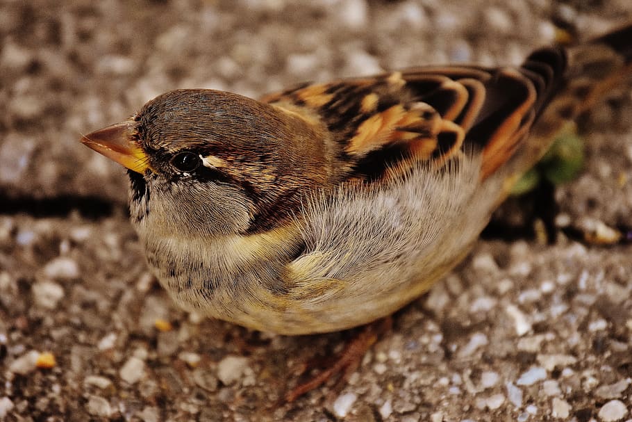 sparrow, bird, small, cute, nature, plumage, young, birds, sparrows HD wallpaper