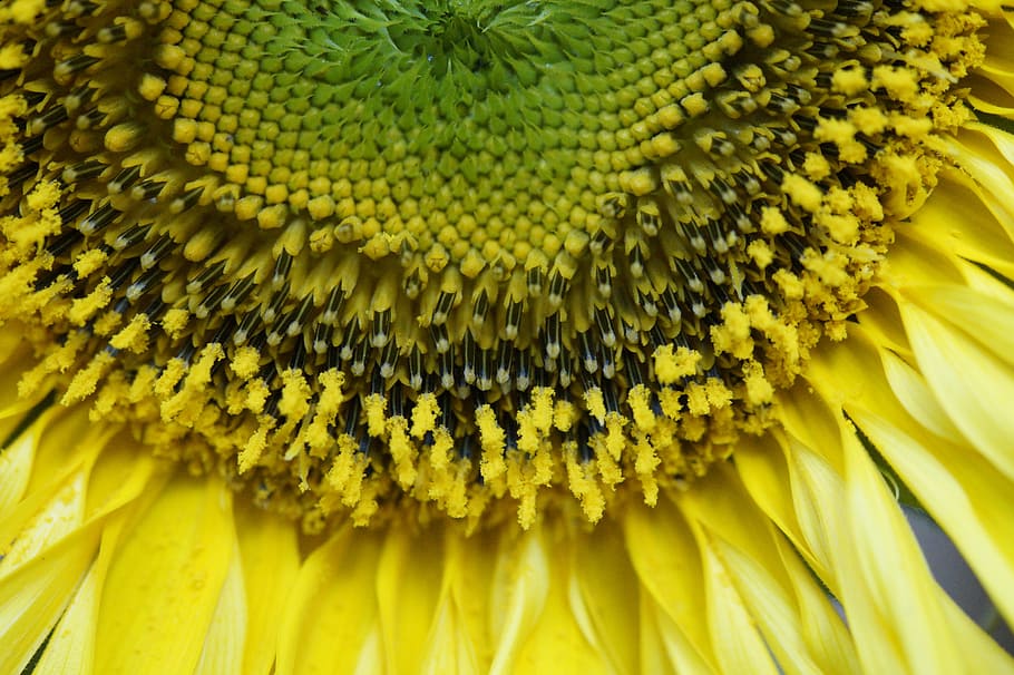 Sun Flower, Macro, Close, Pollen, Inner, blossom, bloom, yellow HD wallpaper