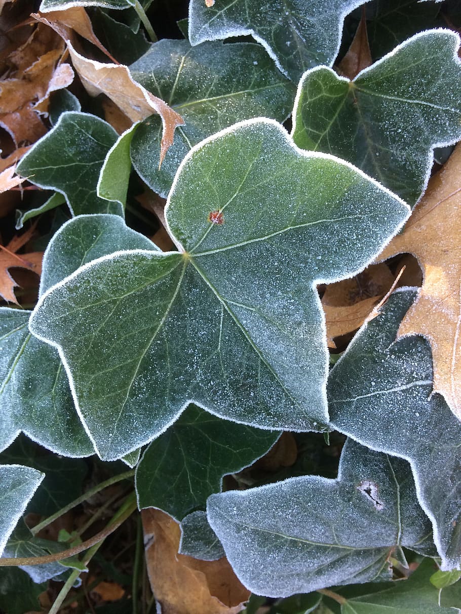 leaf, plant, nature, ivy, season, plant part, growth, green color HD wallpaper
