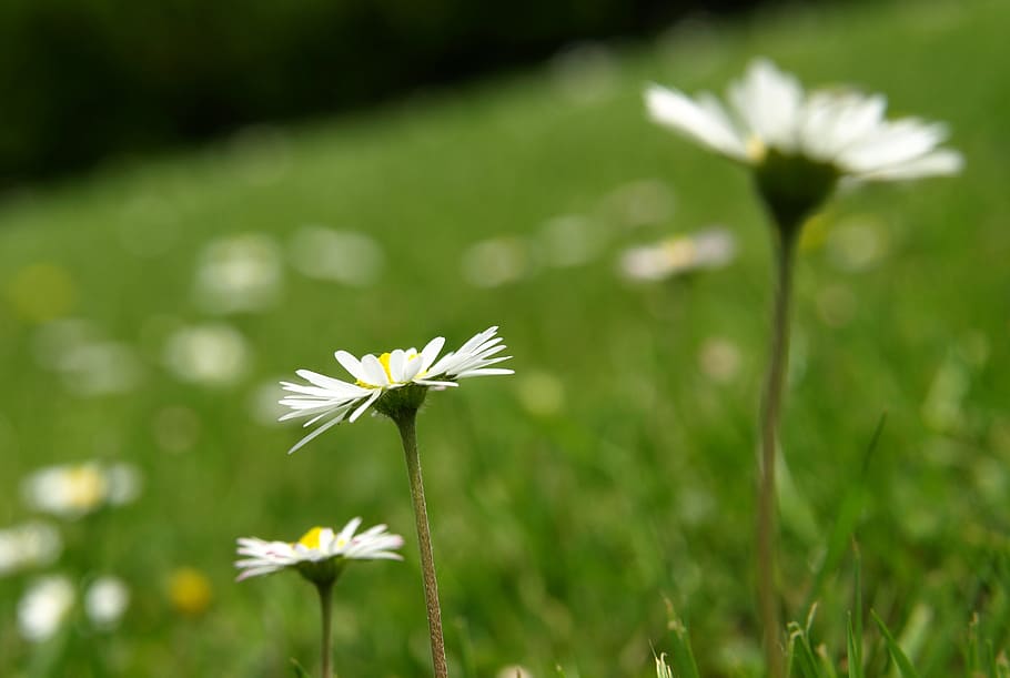 daisy, flower, blossom, bloom, spring, flowers, beautiful, nature HD wallpaper