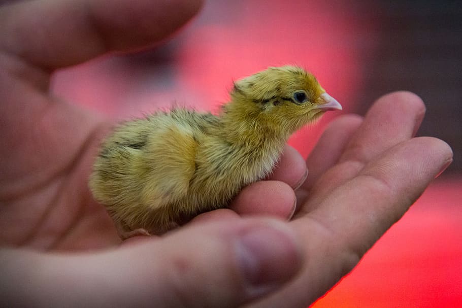 Chicks, Hand, Plumage, human hand, human body part, one animal HD wallpaper